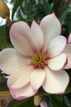 Fairy Blush Magnolia - 3 Gallon Pot -Garden Supplies Sales 2024 michelia yunnanensis hybrid fairy blush magnolia 4