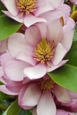 Fairy Blush Magnolia - 3 Gallon Pot -Garden Supplies Sales 2024 michelia yunnanensis hybrid fairy blush magnolia 5