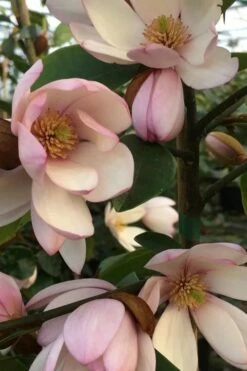 Fairy Blush Magnolia - 3 Gallon Pot -Garden Supplies Sales 2024 michelia yunnanensis hybrid fairy blush magnolia 6