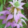Beebop Bee Balm (Monarda Punctata) - 5 Pack Of Quart Pots -Garden Supplies Sales 2024 monarda punctata beebop bee balm 1