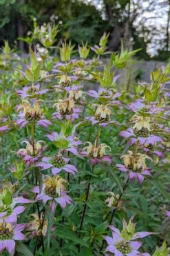Beebop Bee Balm (Monarda Punctata) - 1 Gallon Pot -Garden Supplies Sales 2024 monarda punctata beebop bee balm 2 1