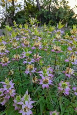 Beebop Bee Balm (Monarda Punctata) - 1 Gallon Pot -Garden Supplies Sales 2024 monarda punctata beebop bee balm 3 1