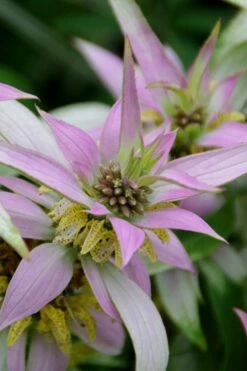 Beebop Bee Balm (Monarda Punctata) - 5 Pack Of Quart Pots -Garden Supplies Sales 2024 monarda punctata beebop bee balm 4