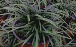 Kyoto Super Dwarf Mondo Grass - 3 Pack Of Pint Pots -Garden Supplies Sales 2024 mondo grass super dwarf 21