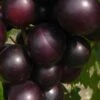 Jumbo Black Muscadine Grape Vine - 1 Gallon Pot -Garden Supplies Sales 2024 muscadine jumbo 100 1