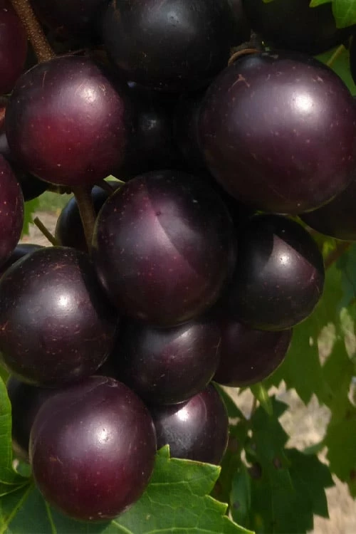Jumbo Black Muscadine Grape Vine - 6 Pack of 1 Gallon Pots Jumbo Black Muscadine Grape Vine - 6 Pack Of 1 Gallon Pots -Garden Supplies Sales 2024 muscadine jumbo 100
