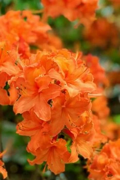 Mandarin Lights Cold Hardy Azalea (Rhododendron) - 6 Gallon Pot -Garden Supplies Sales 2024 native azalea mandarin lights 1