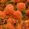 Mandarin Lights Cold Hardy Azalea (Rhododendron) - 6 Gallon Pot -Garden Supplies Sales 2024 native azalea mandarin lights 2