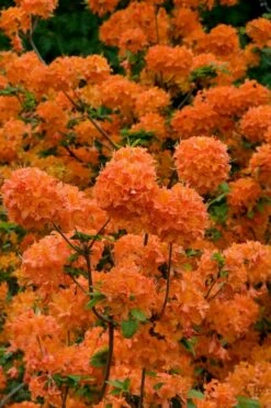 Mandarin Lights Cold Hardy Azalea (Rhododendron) - 6 Gallon Pot -Garden Supplies Sales 2024 native azalea mandarin lights 3