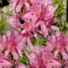 Western Lights Cold Hardy Azalea (Rhododendron) - 3 Gallon Pot