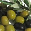 Arbequina Olive Tree - 7 Gallon Pot (3-4') -Garden Supplies Sales 2024 olive arbequina 5 6
