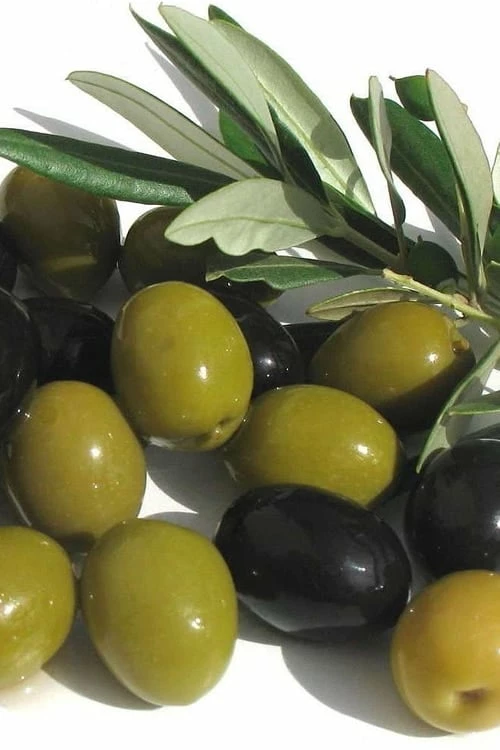 Arbequina Olive Tree - 3 Gallon Pot Arbequina Olive Tree - 3 Gallon Pot -Garden Supplies Sales 2024 olive arbequina 5