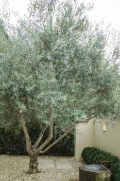 Arbequina Olive Tree - 7 Gallon Pot (3-4') -Garden Supplies Sales 2024 olive tree arbequina 4 6