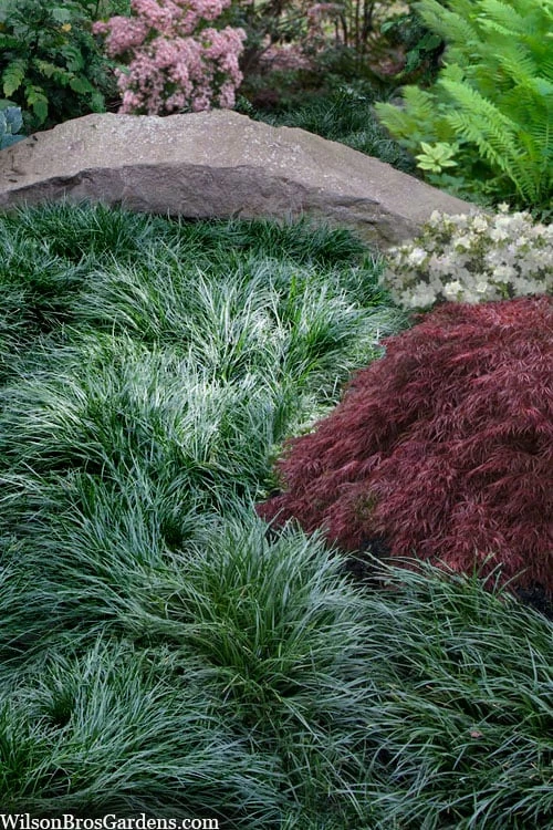 Tall Mondo Grass - 3 Pack of Pint Pots Tall Mondo Grass - 3 Pack Of Pint Pots -Garden Supplies Sales 2024 ophiopogon japonicus tall mondo grass 102 2