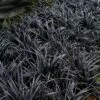 Black Beard Black Mondo Grass - Ophiopogon Planiscapus - 1 Gallon Pot -Garden Supplies Sales 2024 ophiopogon planiscapus black beard black mondo grass 2