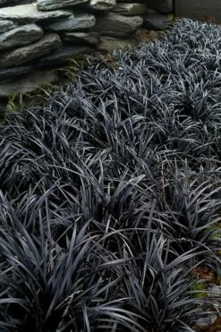 Black Beard Black Mondo Grass - Ophiopogon Planiscapus - 1 Gallon Pot