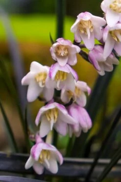 Black Beard Black Mondo Grass - Ophiopogon Planiscapus - 1 Gallon Pot -Garden Supplies Sales 2024 ophiopogon planiscapus black beard black mondo grass 3