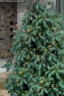 Jim Porter Sweet Toothed Tea Olive - 3 Gallon Pot -Garden Supplies Sales 2024 osmanthus armatus jim porter tea olive 1 1