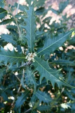 Jim Porter Sweet Toothed Tea Olive - 3 Gallon Pot -Garden Supplies Sales 2024 osmanthus armatus jim porter tea olive 4 1