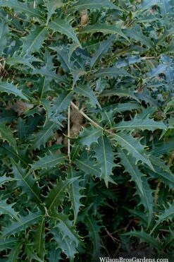 Jim Porter Sweet Toothed Tea Olive - 3 Gallon Pot -Garden Supplies Sales 2024 osmanthus armatus jim porter tea olive 6 1