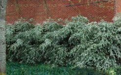 Delavay Tea Olive (Osmanthus Delavayi) - 3 Gallon Pot -Garden Supplies Sales 2024 osmanthus delavayi delavay tea olive 1 1