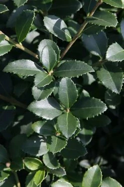 Delavay Tea Olive (Osmanthus Delavayi) - 5 Gallon Pot -Garden Supplies Sales 2024 osmanthus delavayi delavay tea olive 10