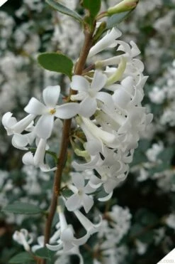 Delavay Tea Olive (Osmanthus Delavayi) - 3 Gallon Pot -Garden Supplies Sales 2024 osmanthus delavayi delavay tea olive 2 1