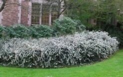 Delavay Tea Olive (Osmanthus Delavayi) - 3 Gallon Pot -Garden Supplies Sales 2024 osmanthus delavayi delavay tea olive 6 1