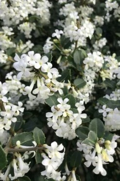 Delavay Tea Olive (Osmanthus Delavayi) - 5 Gallon Pot -Garden Supplies Sales 2024 osmanthus delavayi delavay tea olive 8