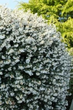 Delavay Tea Olive (Osmanthus Delavayi) - 5 Gallon Pot