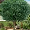 Fruitland's Fortune Tea Olive Single Trunk Tree - 7 Gallon Pot (4-5') -Garden Supplies Sales 2024 osmanthus fortunei fruitlandii tea olive tree 2