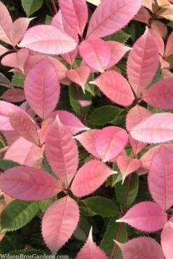 Noble Lady Tea Olive - 7 Gallon Pot (3-4')