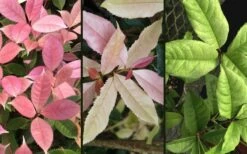 Noble Lady Tea Olive - 7 Gallon Pot (3-4') -Garden Supplies Sales 2024 osmanthus fragrans quinnan guifei noble lady tea olive 4