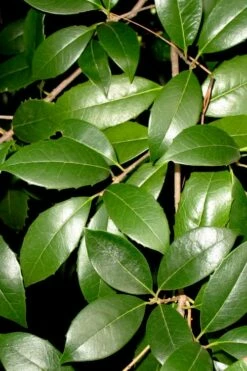 Fruitland's Fortune Tea Olive (Fragrant Osmanthus) - 7 Gallon Pot (4-5') -Garden Supplies Sales 2024 osmanthus fruitlands fortune tea olive 1 2