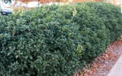 Fruitland's Fortune Tea Olive (Fragrant Osmanthus) - 7 Gallon Pot (4-5') -Garden Supplies Sales 2024 osmanthus fruitlands fortune tea olive 4 1