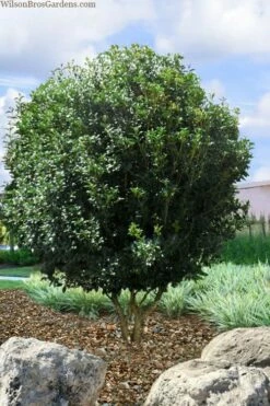 Fruitland's Fortune Tea Olive (Fragrant Osmanthus) - 3 Gallon Pot -Garden Supplies Sales 2024 osmanthus fruitlands fortune tea olive 6