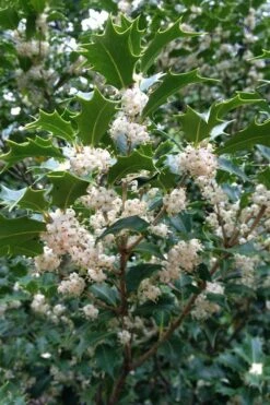 Gulftide Hardy Tea Olive (Osmanthus) - 1 Gallon Pot -Garden Supplies Sales 2024 osmanthus heterophyllus gulftide tea olive false holly 10