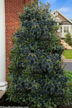 Gulftide Hardy Tea Olive (Osmanthus) - 3 Gallon Pot -Garden Supplies Sales 2024 osmanthus heterophyllus gulftide tea olive false holly 5 1