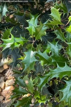 Gulftide Hardy Tea Olive (Osmanthus) - 1 Gallon Pot -Garden Supplies Sales 2024 osmanthus heterophyllus gulftide tea olive false holly 6