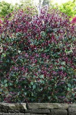 Purple Leaf Tea Olive (Osmanthus Heterophyllus 'Purpurea') - 2 Gallon Pot