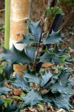 Purple Leaf Tea Olive (Osmanthus Heterophyllus 'Purpurea') - 2 Gallon Pot -Garden Supplies Sales 2024 osmanthus heterophyllus purpurea purple leaf tea olive 7