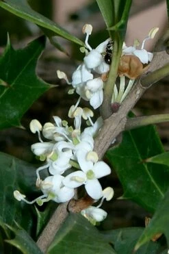 Purple Leaf Tea Olive (Osmanthus Heterophyllus 'Purpurea') - 3 Gallon Pot -Garden Supplies Sales 2024 osmanthus heterophyllus purpurea purple leaf tea olive 8 1