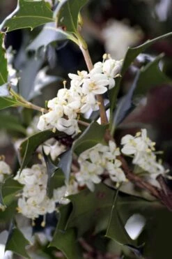 Purple Leaf Tea Olive (Osmanthus Heterophyllus 'Purpurea') - 2 Gallon Pot -Garden Supplies Sales 2024 osmanthus heterophyllus purpurea purple leaf tea olive 9