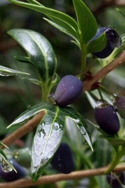 Sasaba Bamboo Leaf Tea Olive - 1 Gallon Pot -Garden Supplies Sales 2024 osmanthus heterophyllus sasaba ivy leaf tea olive 2