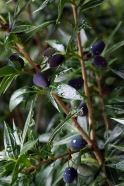 Sasaba Bamboo Leaf Tea Olive - 1 Gallon Pot -Garden Supplies Sales 2024 osmanthus heterophyllus sasaba ivy leaf tea olive 5