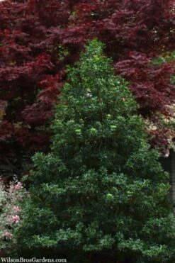 Sasaba Bamboo Leaf Tea Olive - 1 Gallon Pot -Garden Supplies Sales 2024 osmanthus heterophyllus sasaba ivy leaf tea olive 8