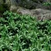 Pachysandra - Japanese Spurge - 18 Count Flat Of Pint Pots -Garden Supplies Sales 2024 pachysandra terminalis japanese spurge 103