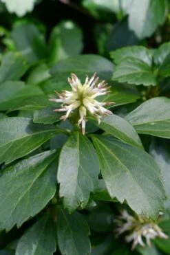 Pachysandra - Japanese Spurge - 18 Count Flat Of Pint Pots -Garden Supplies Sales 2024 pachysandra terminalis japanese spurge 106