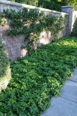 Pachysandra - Japanese Spurge - 18 Count Flat Of Pint Pots -Garden Supplies Sales 2024 pachysandra terminalis japanese spurge 107