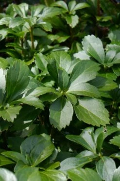 Pachysandra - Japanese Spurge - 18 Count Flat Of Pint Pots -Garden Supplies Sales 2024 pachysandra terminalis japanese spurge 108